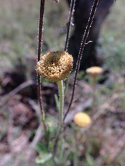 Nidorella podocephala