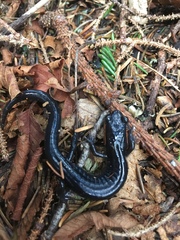 Plethodon jordani