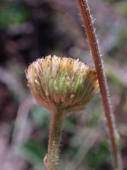 Nidorella podocephala