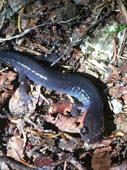 Plethodon jordani