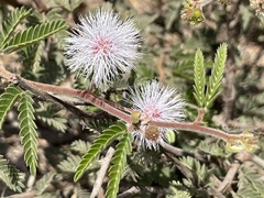 Mimosa tricephala