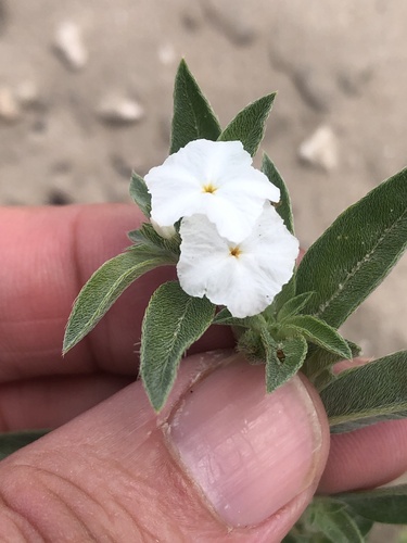 Coastal plain heliotrope (Euploca racemosa)