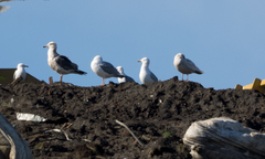 Larus schistisagus