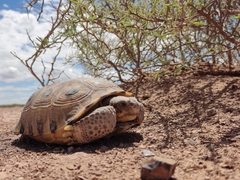 Gopherus flavomarginatus