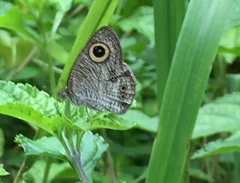 Ypthima baldus newboldi