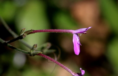 Rhinacanthus gracilis