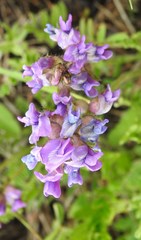 Oxytropis borealis
