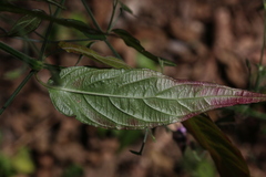 Rhinacanthus gracilis