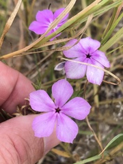 Phlox glabriflora