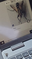 Vanderwulpia sequens