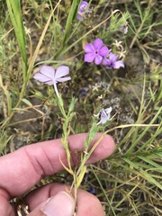 Phlox glabriflora