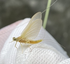 Ephemerella invaria