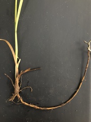 Juncus longii