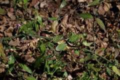 Rhinacanthus gracilis