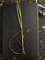 Juncus longii