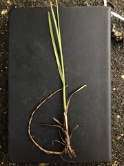 Juncus longii