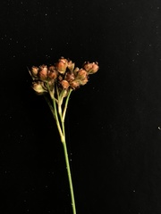Juncus longii