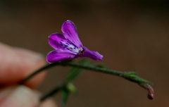 Rhinacanthus gracilis