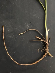 Juncus longii