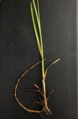 Juncus longii