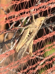 Chorthippus brunneus