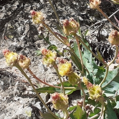 Sonchus platylepis image