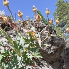 Sonchus platylepis image