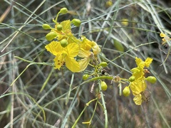 Parkinsonia aculeata