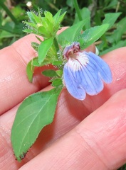 Justicia petiolaris