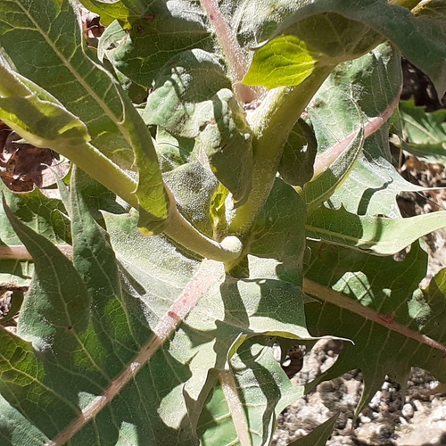 Sonchus platylepis image