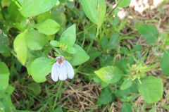 Justicia petiolaris