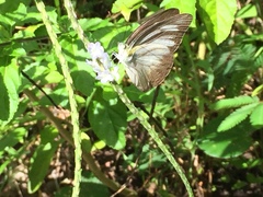 Appias lyncida vasava