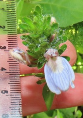 Justicia petiolaris