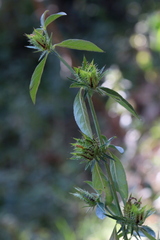Barleria elegans