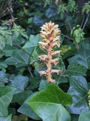 Orobanche hederae
