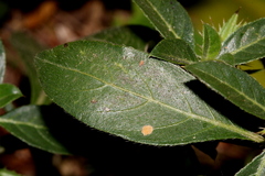 Barleria elegans