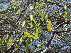 Cryptostegia grandiflora
