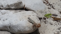 Leiocephalus lunatus melaenoscelis