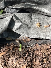 Plestiodon inexpectatus