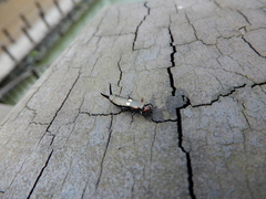 Pterygida ornaticapitata