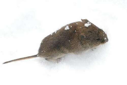 Pievinis Pelėnas nuotrauka