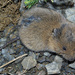 Field Vole - Photo (c) David Perez, some rights reserved (CC BY)