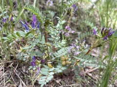 Astragalus lentiginosus
