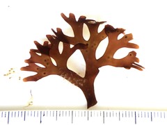Ahnfeltiopsis devoniensis