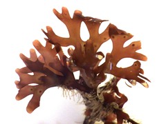 Ahnfeltiopsis devoniensis