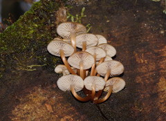 Mycena tuvara