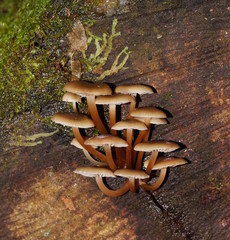 Mycena tuvara