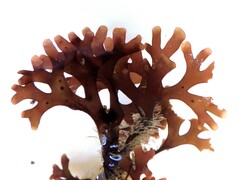 Ahnfeltiopsis devoniensis