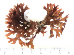 Ahnfeltiopsis devoniensis