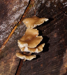 Mycena tuvara